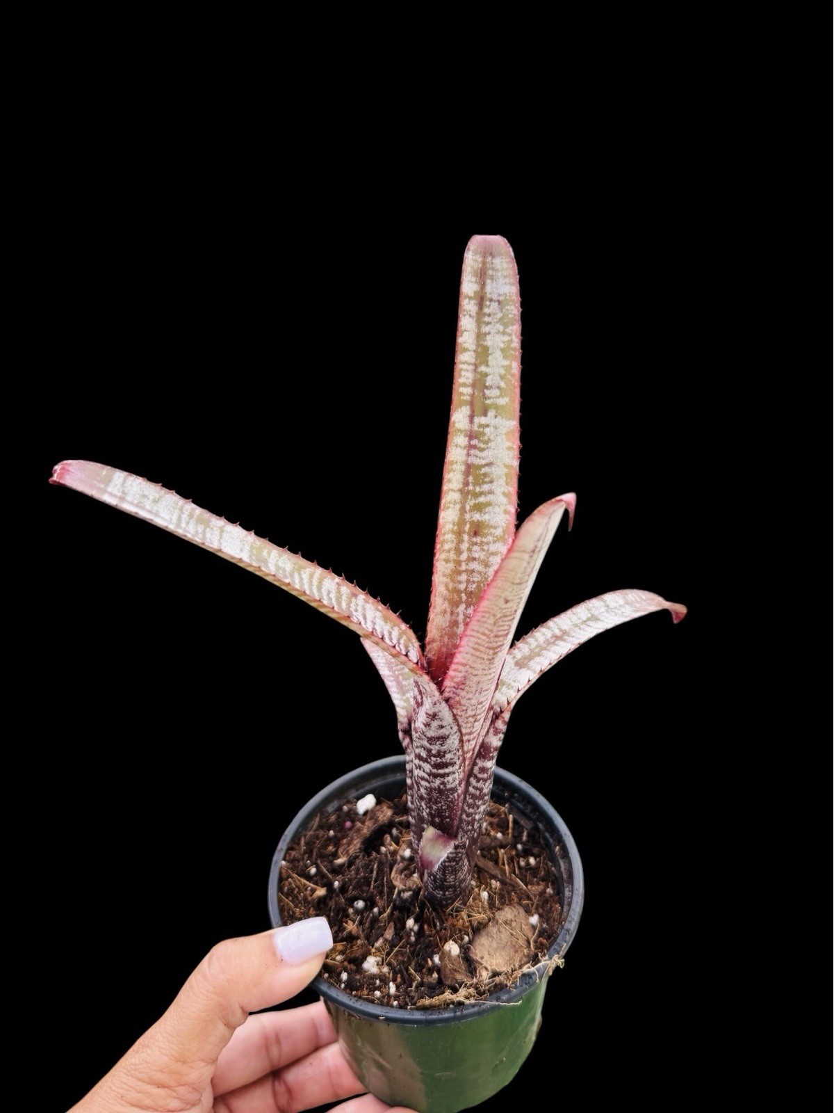 Aechmea ‘Cranberry Frost’ Rare Collector Bromeliad – Pink Frosted Foliage gallery