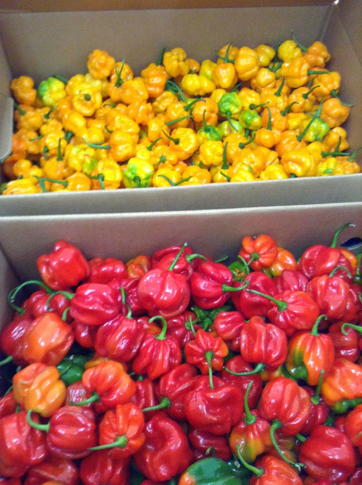 Orange Scotch Bonnet Powder | Scotch Bonnet Chili Pepper (5 size variations) gallery