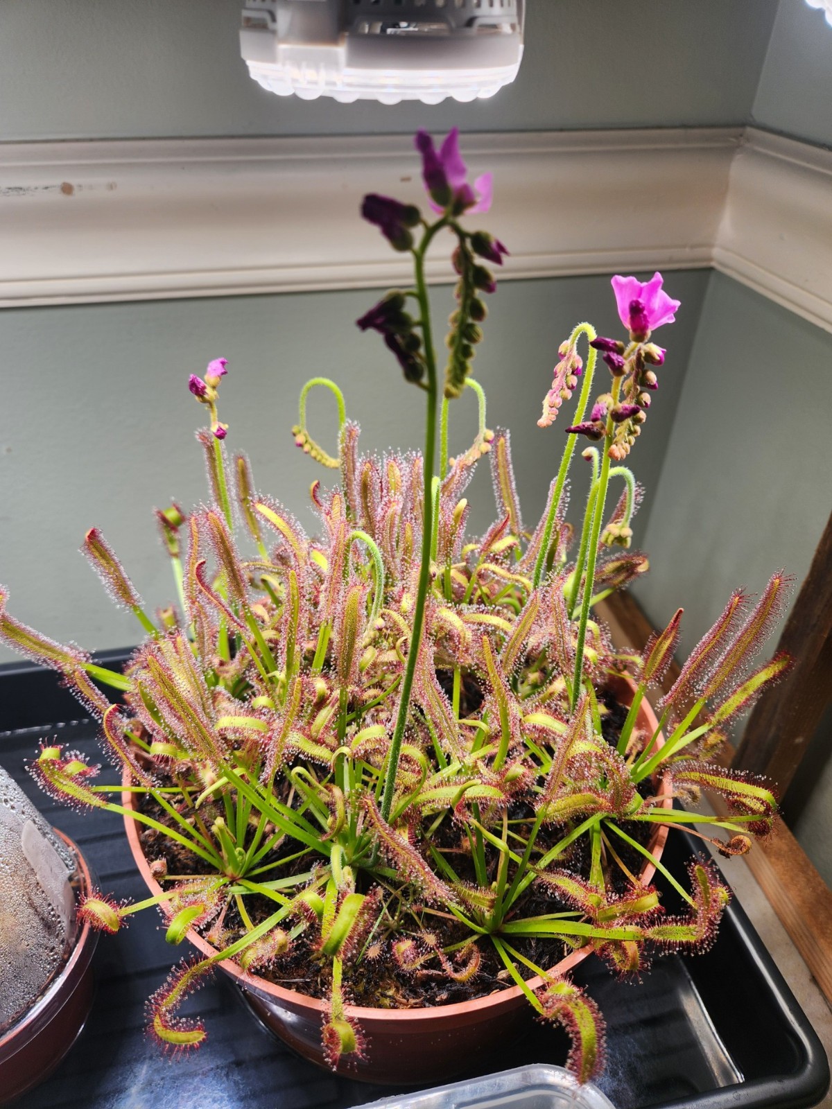 Cape Sundew - Drosera Capensis Typical - Carnivorous Plant - Very easy to grow! gallery