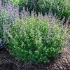 One live Organic Dormant CATNIP Plant (4” Pot) gallery