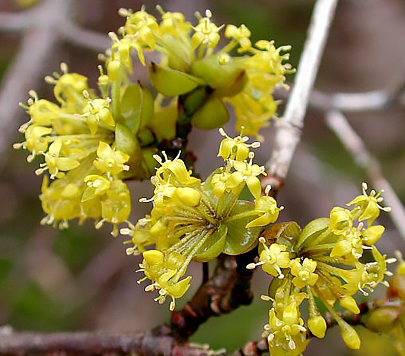 Cornelian Cherry Dogwood, Cornus mas, Tree Seeds gallery