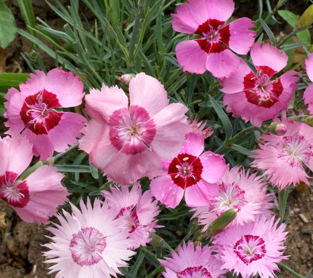 1oz Dianthus Cottage Pinks Mixed Flower Seeds Dianthus plumarius (23,000 Seeds) gallery