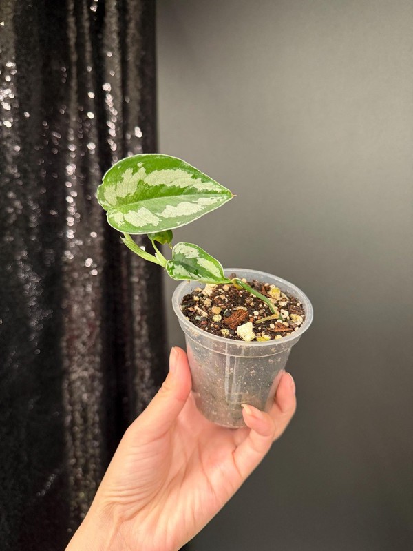Scindapsus Silver Princess Dark, Exact, US Seller gallery