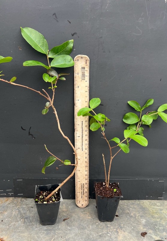 Raspberry Sunday Crape Crepe Myrtle Starter Lagerstroemia Small STARTER Plant gallery