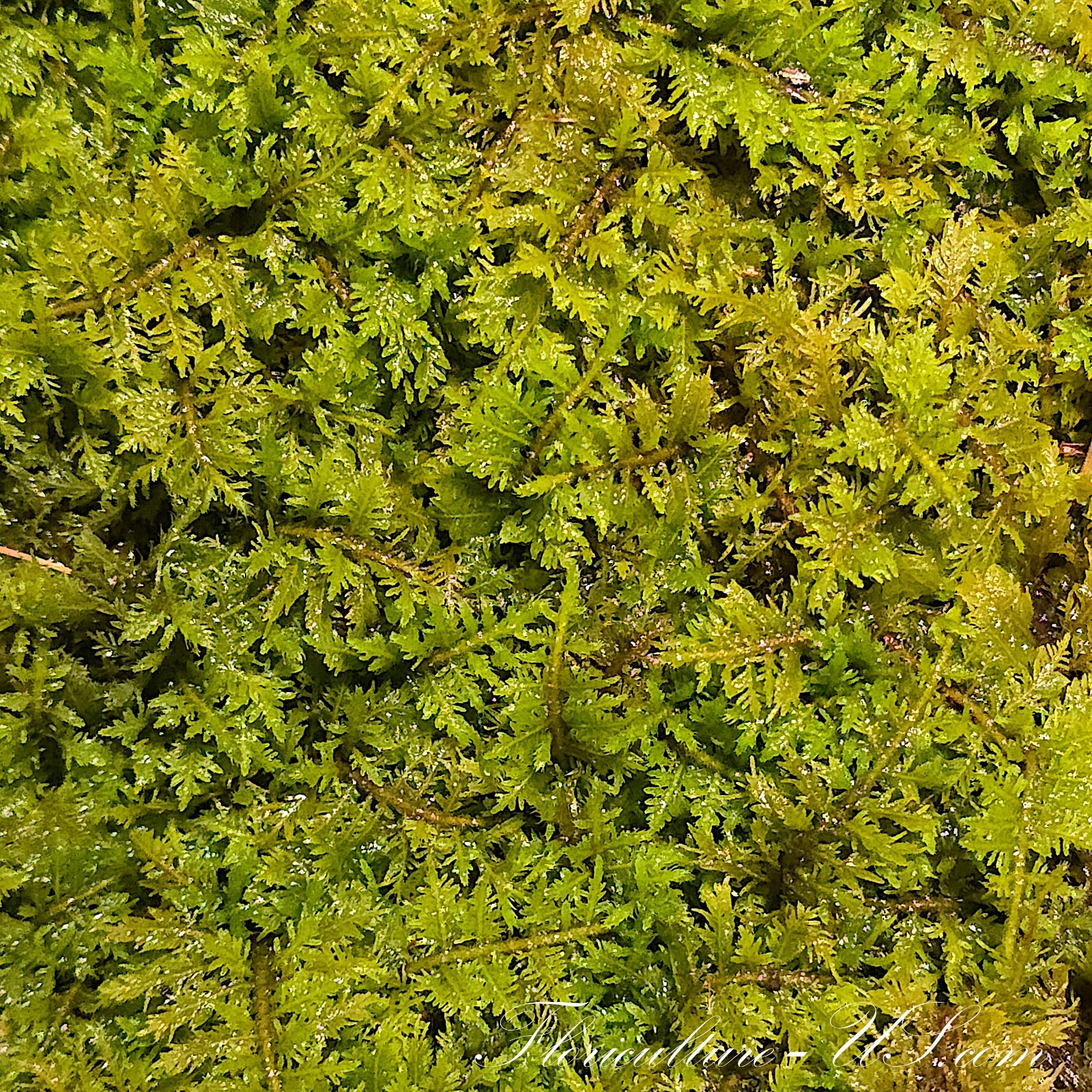 Thuidium Delicatulum, Fern Moss, Live Fresh Sheet Moss gallery