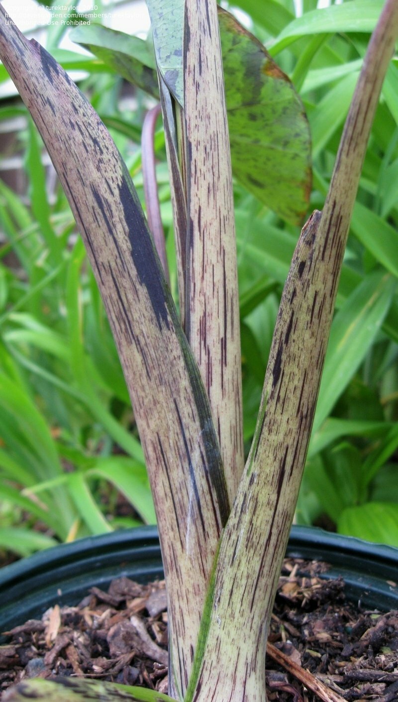 Mojito Colocasia / Elephant Ear /Taro - Large 1 Gallon Pot gallery