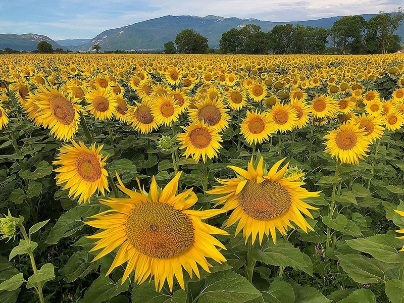 Organic Sunflower Seeds-Kernels-Hulled Raw non-GMO Unsalted Keto Vegan gallery