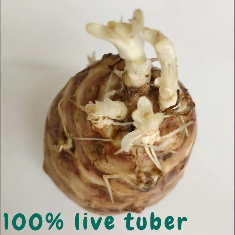 Sprouting Jerusalem Artichoke/Sunchoke - Individual Tubers For Planting gallery