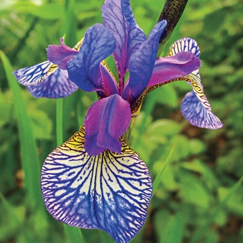 100 Mixed Colors Iris Seeds Much Less Money Than Bulbs gallery