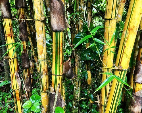10 GREEN STRIPE BAMBOO SEEDS - Phyllostachys Viridis gallery