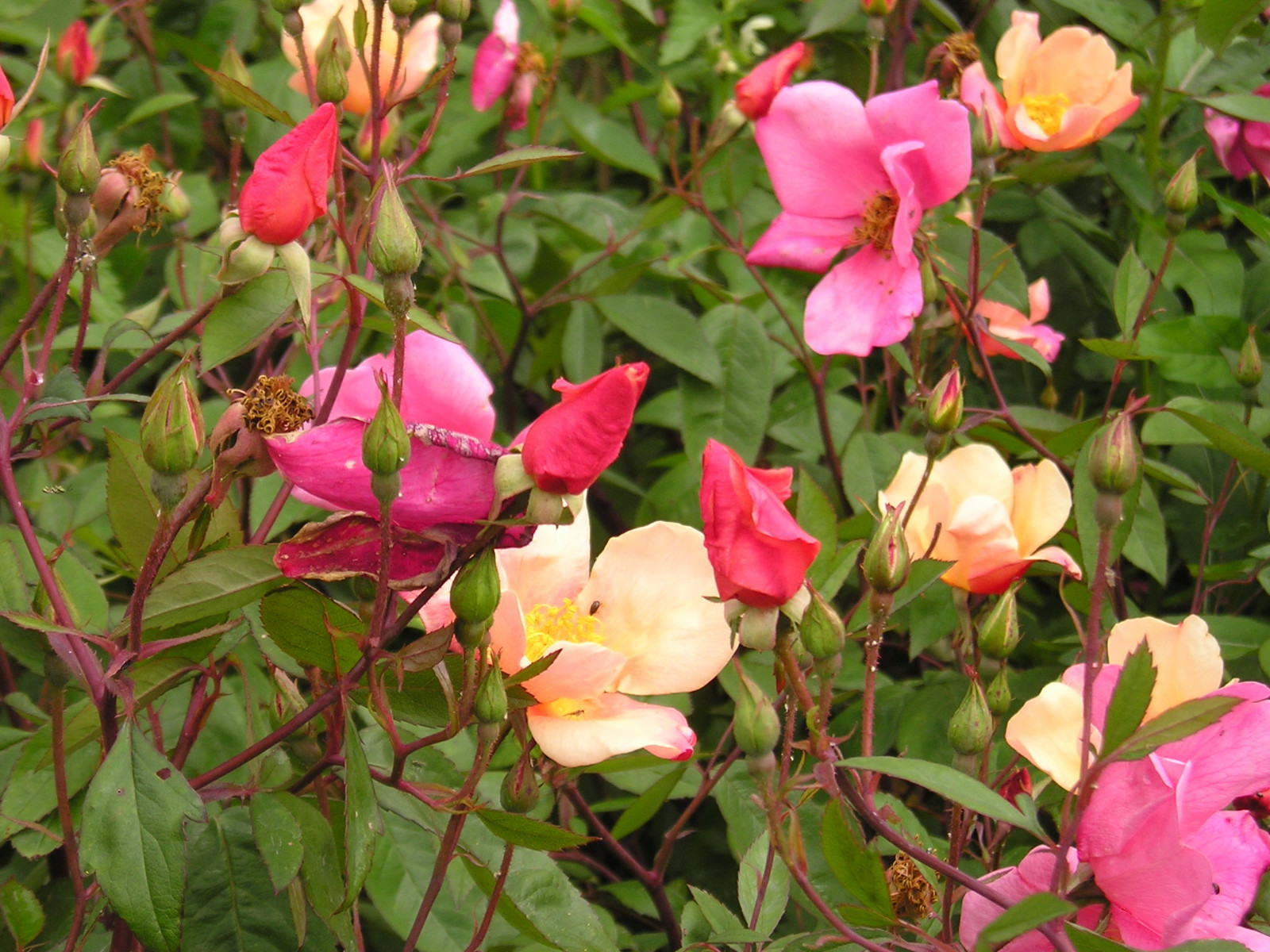 25 Mixed Colors ANGEL WINGS MINIATURE ROSE Bush Mix Rosa Chinensis Flower Seeds gallery