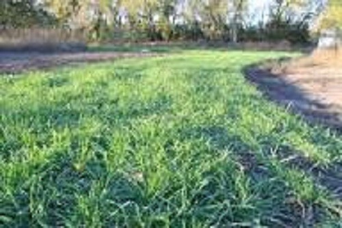 10 LBS WINTER RYE SEED Deer Food Plot Garden Cover Crop Horse Cattle Pasture gallery
