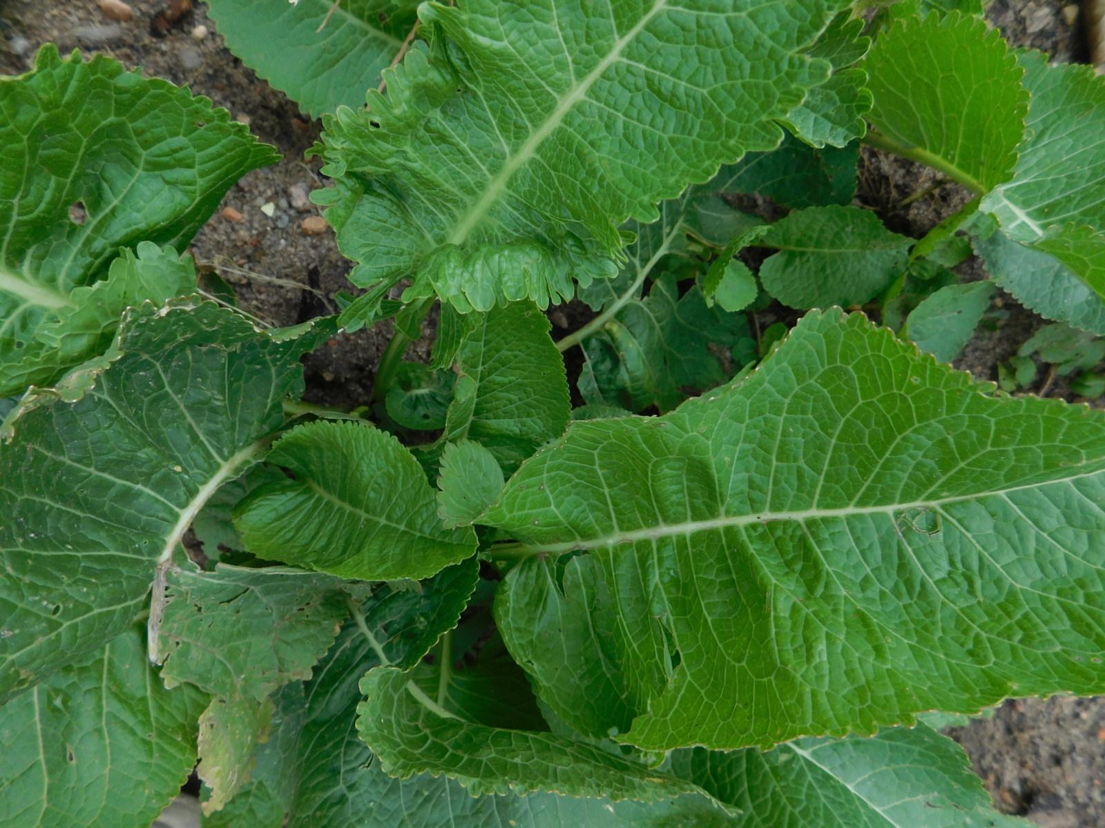 ORGANIC HORSERADISH ROOTS SEEDLINGS 2 PLANTS GROW YOUR OWN ANYTIME OF YEAR! gallery