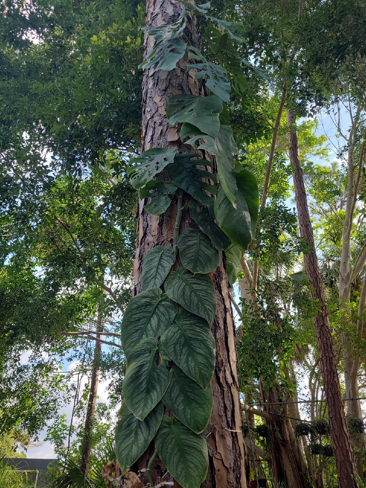 Monstera Dubia Unrooted 1 Node FRESH CUTTING plant Us Seller gallery