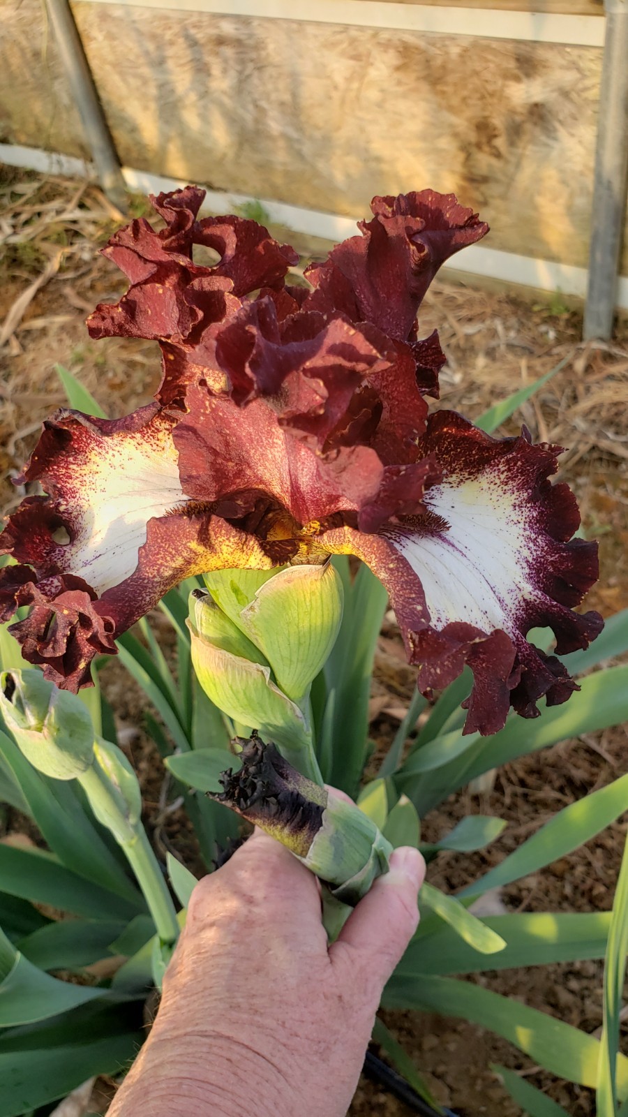 Tall Bearded Iris Raspberry Pie last offer gallery