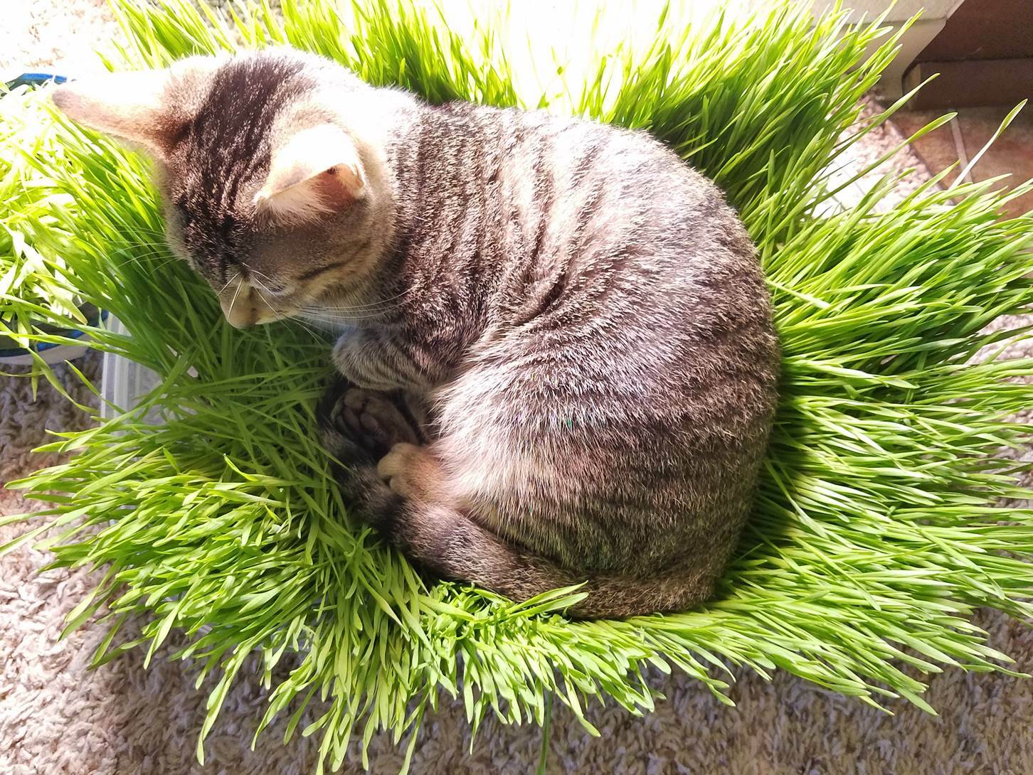 12g(400+) Cat Grass Wheat Sprouting Seeds 0.42oz-Fast Growing Non-GMO Wheatgrass gallery