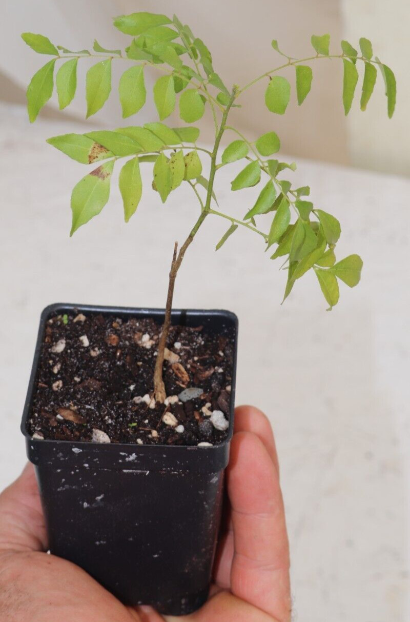8" Curry Leaf Tree (Murraya Koenigii) Sweet Neem Organic Rare gallery