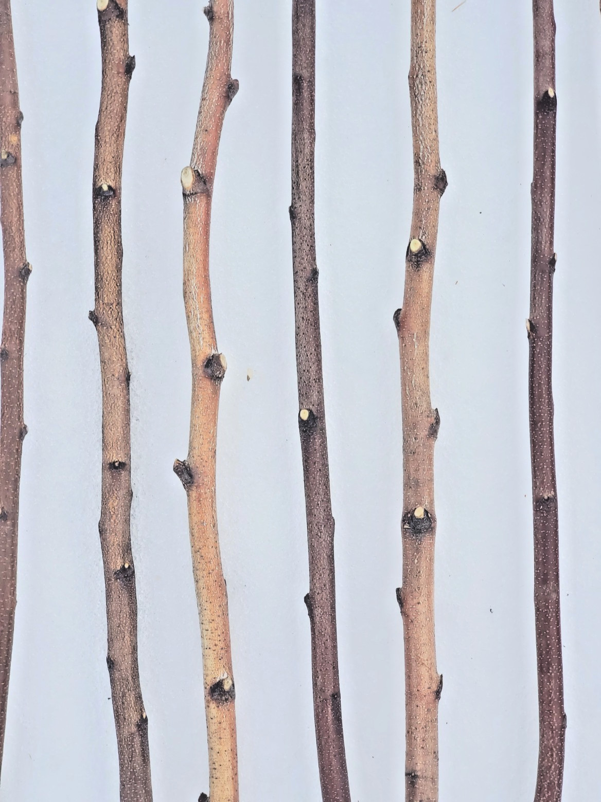4ft. Birch Pole Assortment, 4 pc. for Wood Craft, Macrame, Rustic Curtain Rods gallery
