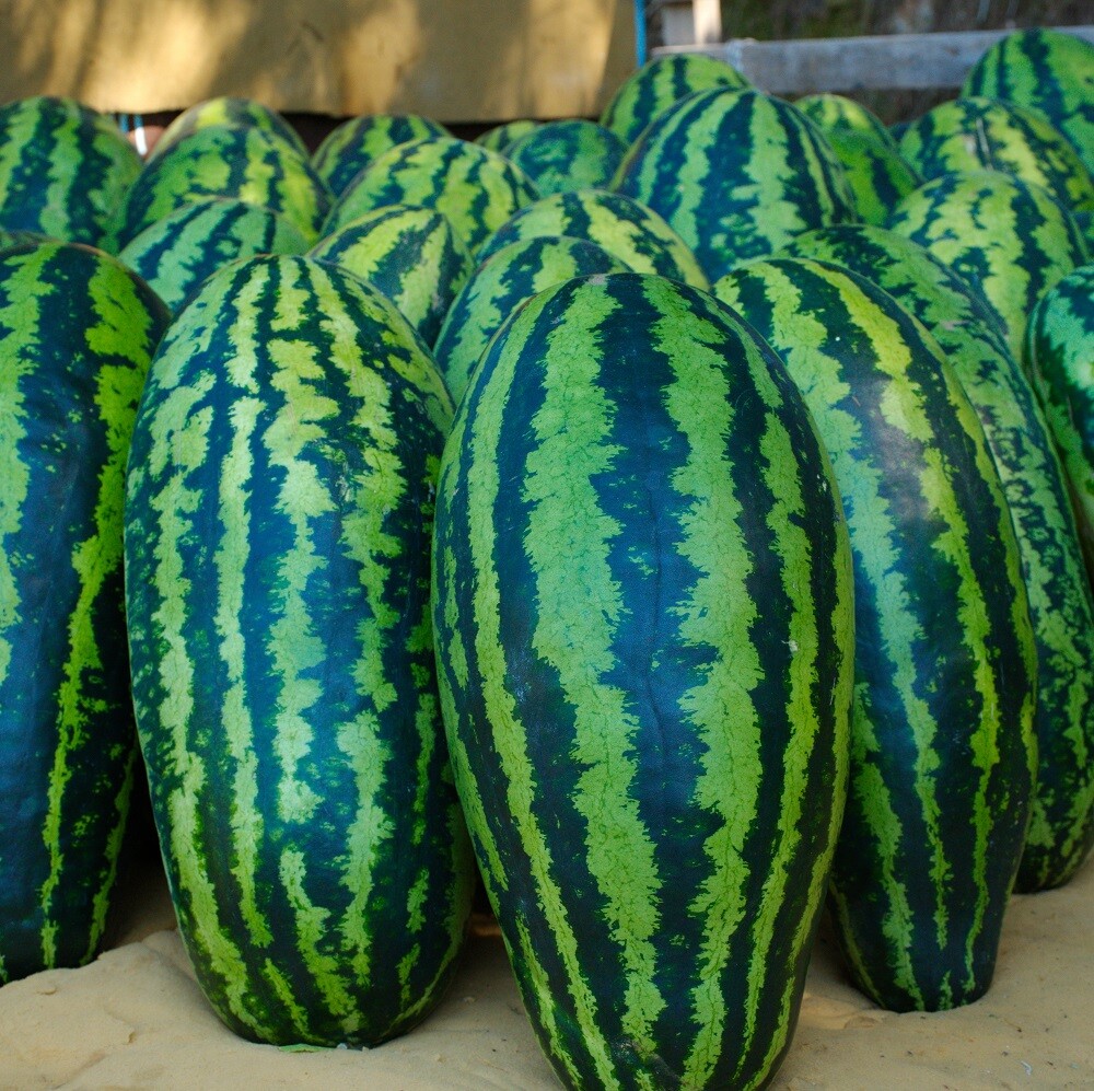 Giant Jubilee Watermelon Seeds | Heirloom & Non-GMO | Fresh Fruit Garden Seeds gallery