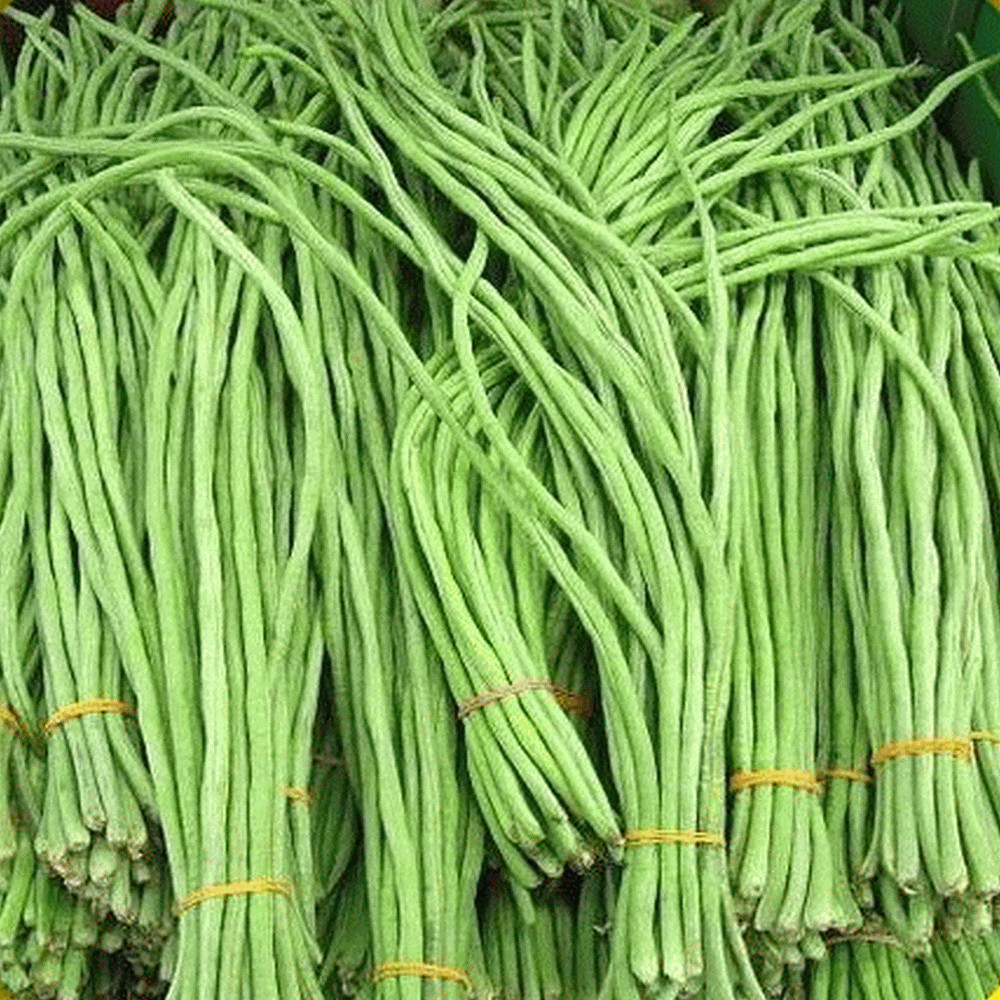 30+Yard Long Bean Seeds | Đậu đủa | Organic | NON-GMO 2025