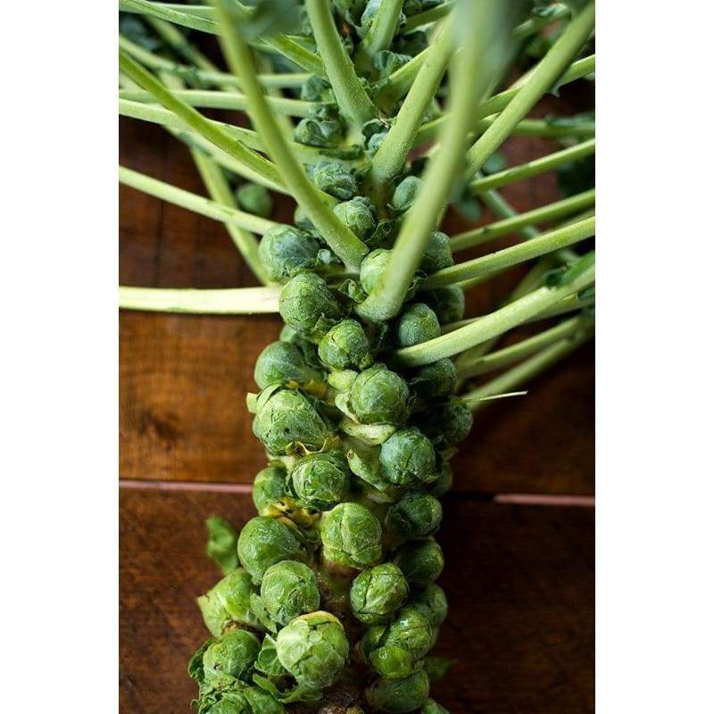 Catskill Brussels Sprouts Seeds, NON-GMO, Variety Packet Sizes, FREE SHIPPING gallery