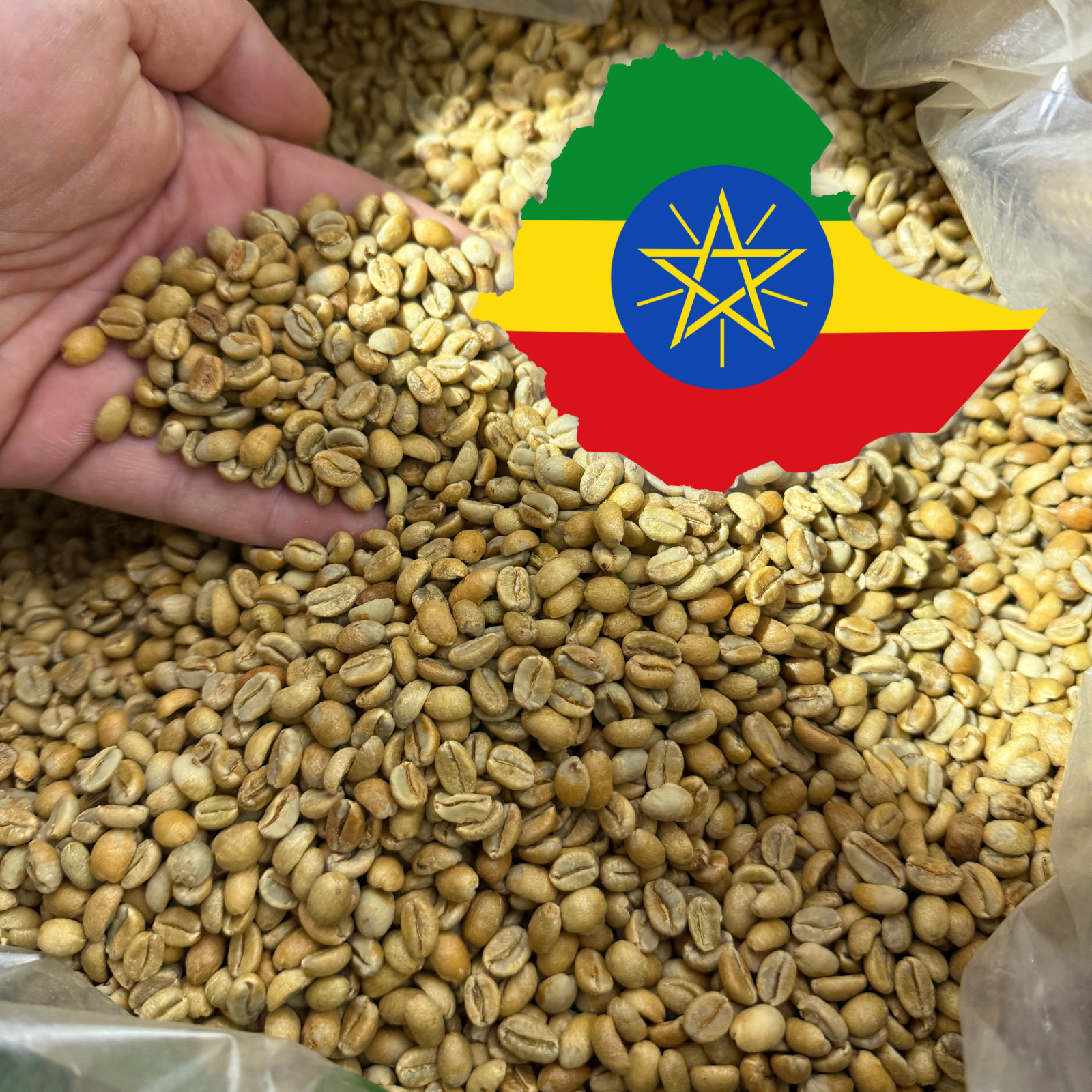 2 LB ETHIOPIA, 87 CUP SCORE UNROASTED GREEN COFFEE BEANS TWO POUND gallery