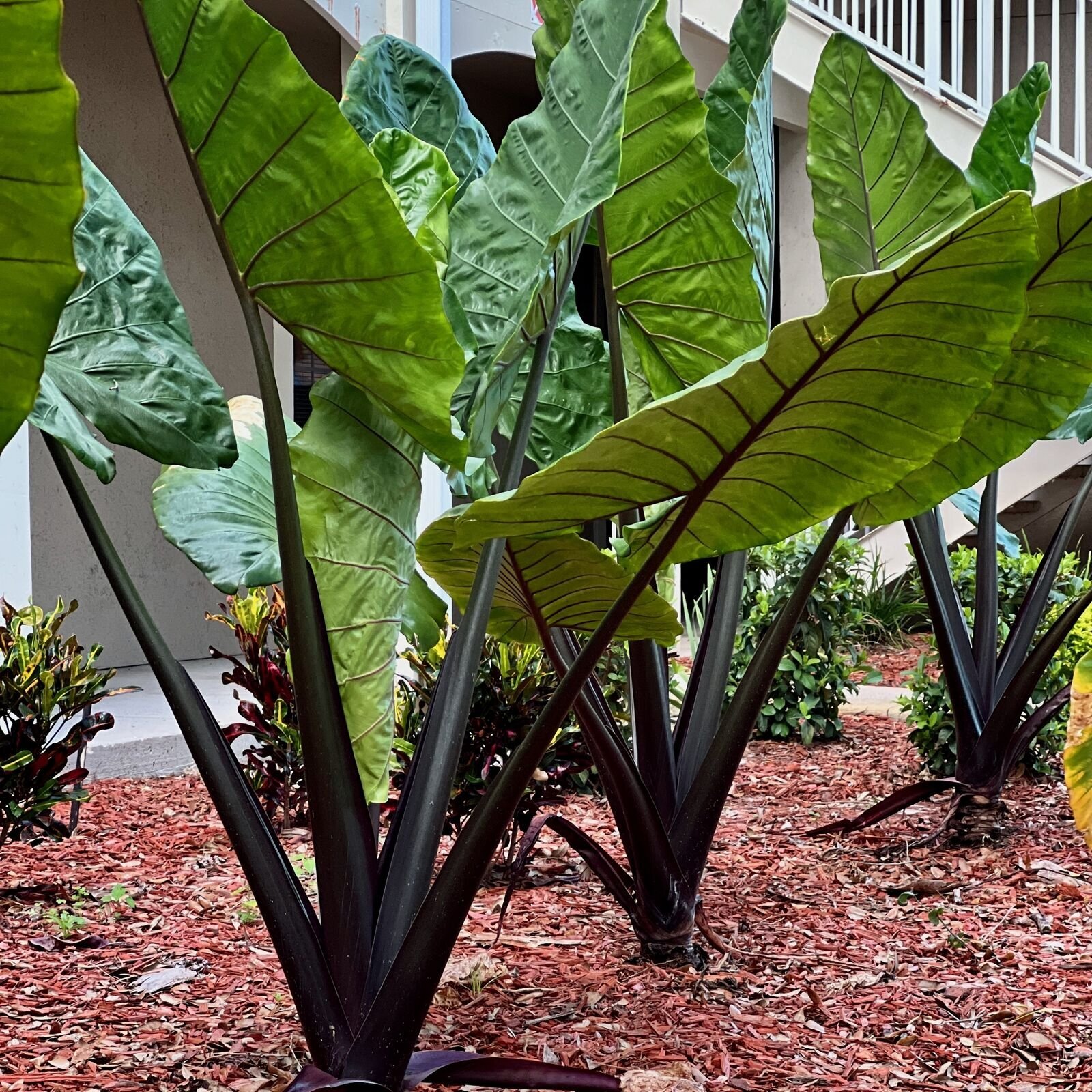 Black Stem Elephant Ear - Alocasia macrorrhiza - Live Plant gallery
