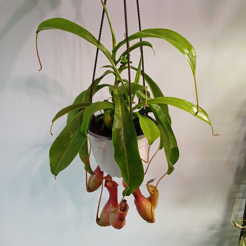 Pitcher Plant