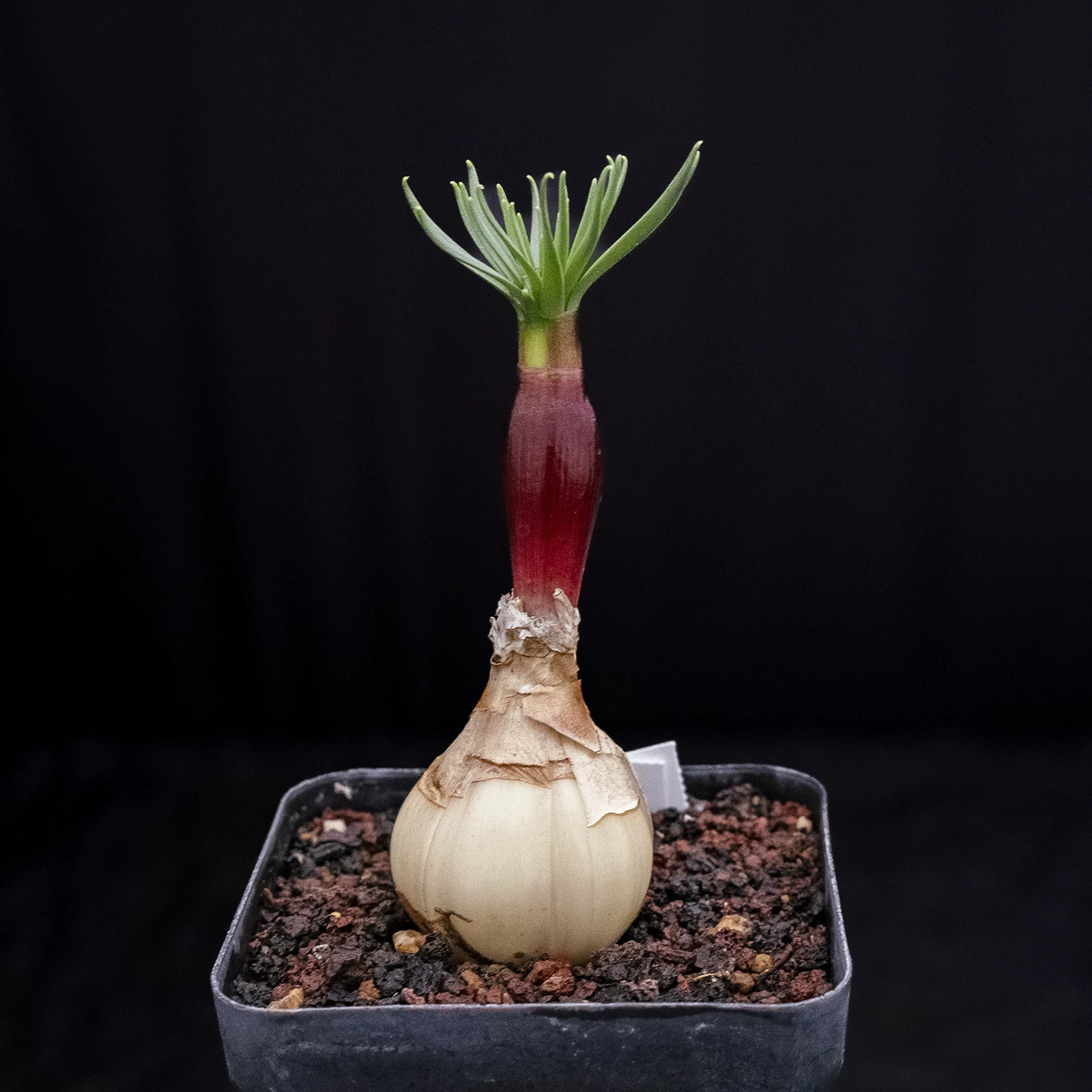Two Years Seedgrowth Cactis Live Gethyllis Namaquensis Caudex Cactis Garden Rare gallery