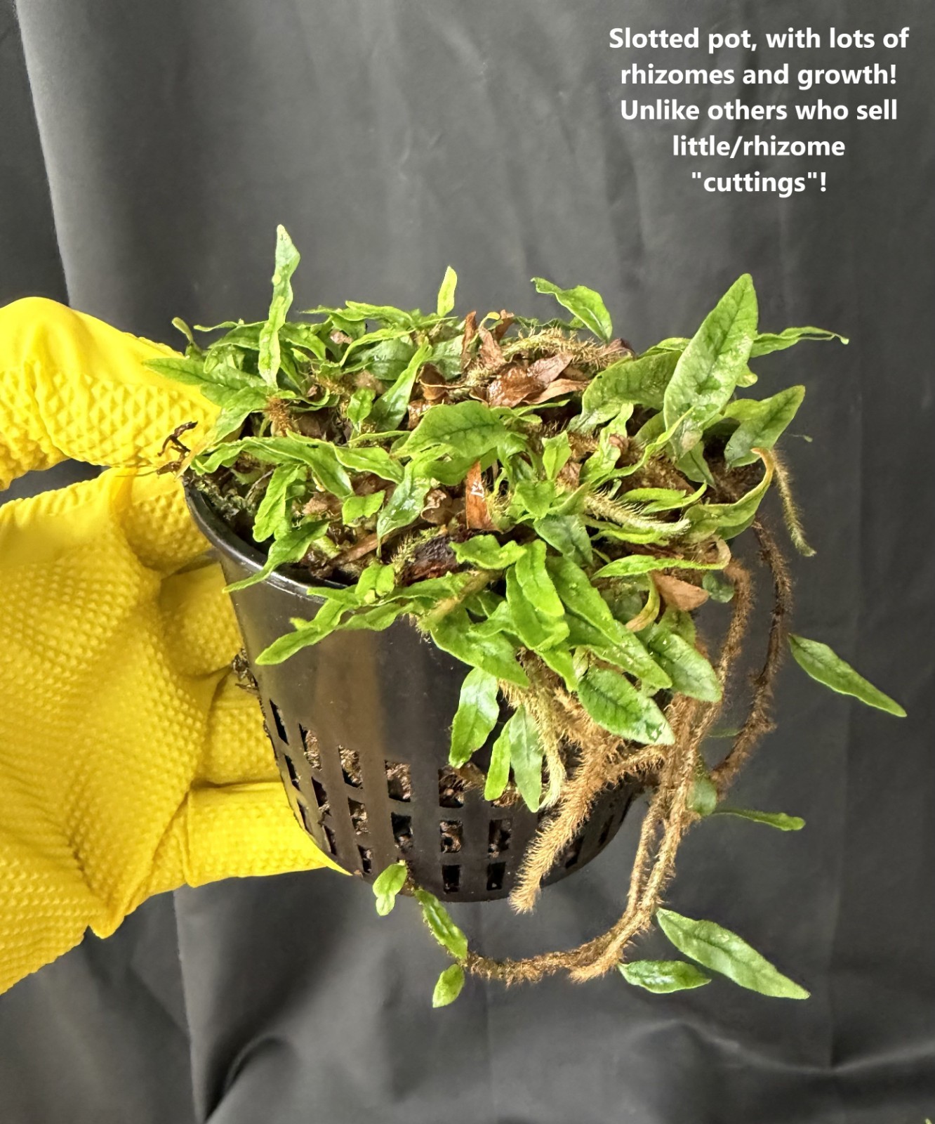 MICROGRAMMA LYCOPODIOIDES - Mini tropical fern terrarium plant gallery