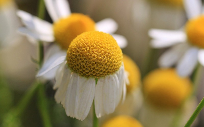 2000+Common German CHAMOMILE Flower Seeds Organic Herb Tea Garden Container Easy gallery