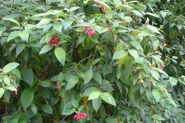 Cestrum elegans | Bastard Jasmine | Red Cestrum | 10 Seeds gallery