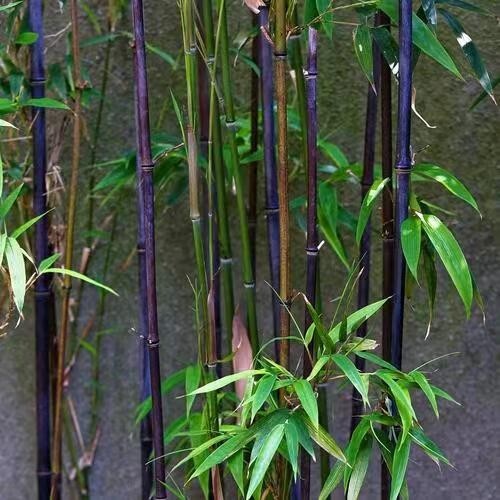 Purple bamboo ( 50 Plus Seeds ) gallery