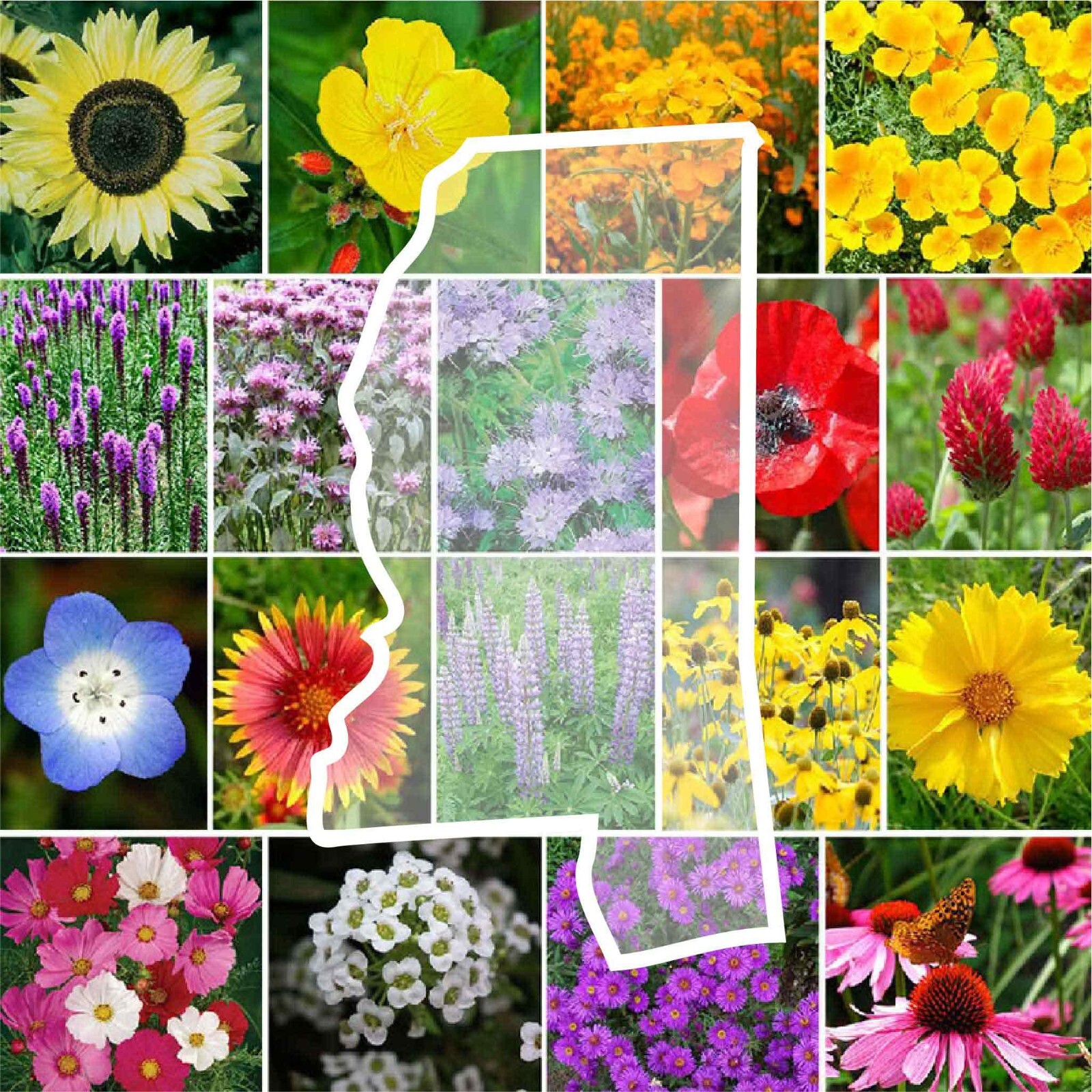 Wildflower MISSISSIPPI State Flower Mix Perennials & Annuals Non-GMO 1000 Seeds! gallery