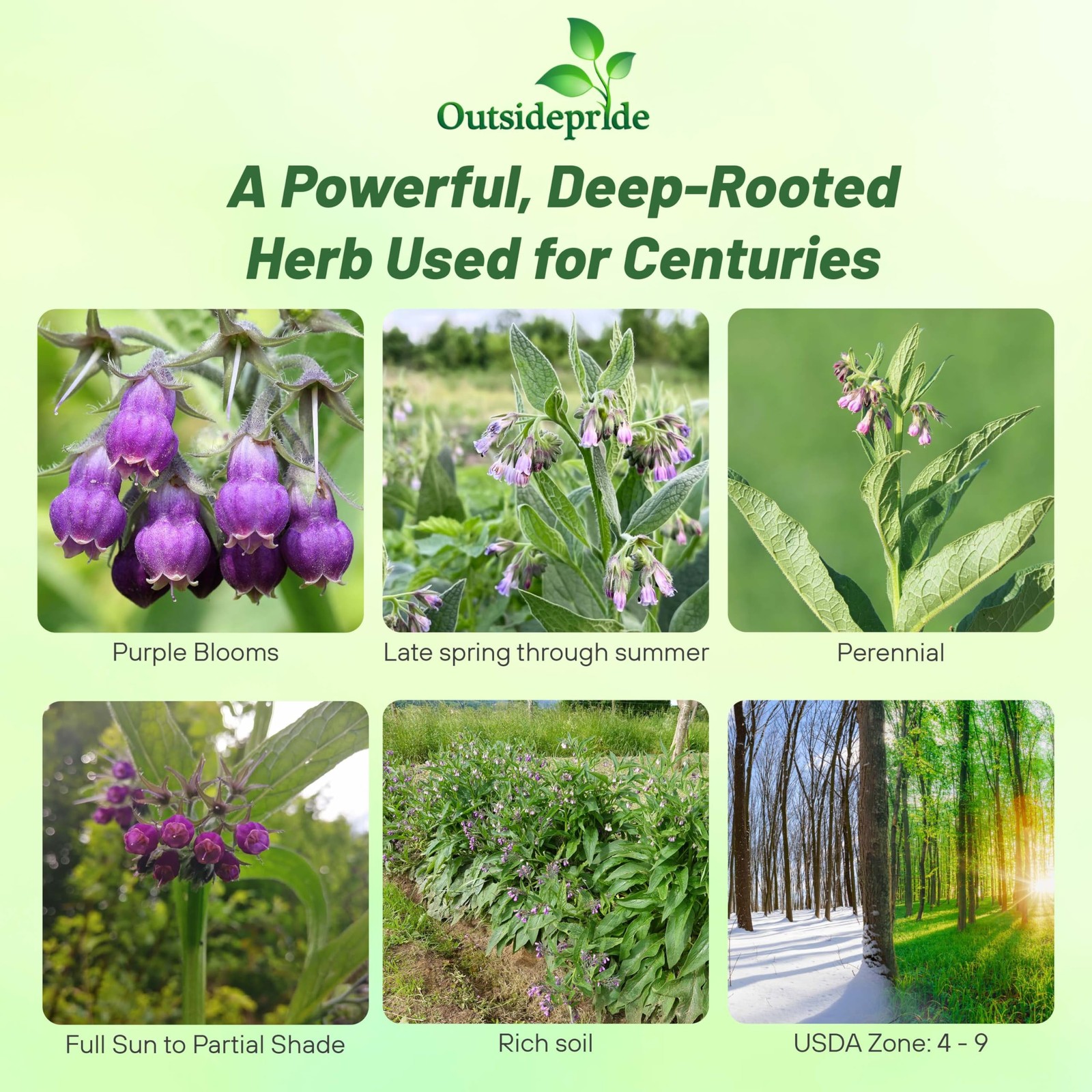 Comfrey Seeds - 100 Pcs. Perennial, Drought-Tolerant Low Maintenance, Herb S... gallery