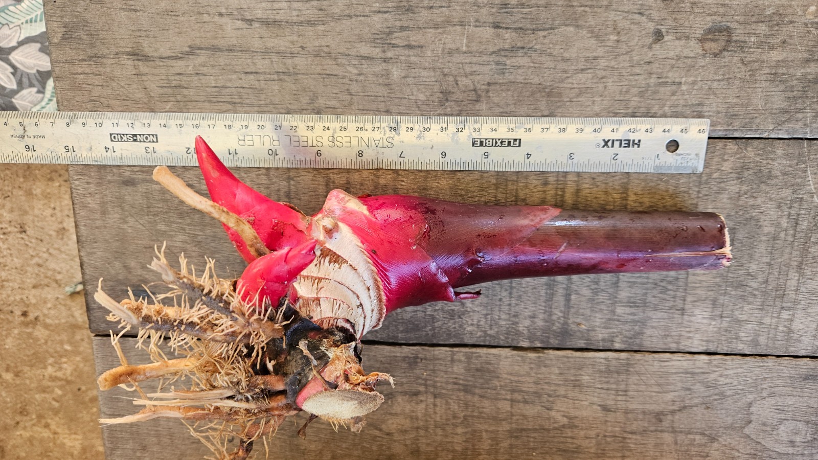 1 Fresh Red torch ginger rhizomes, Etlingera elatior exotic Flower gallery