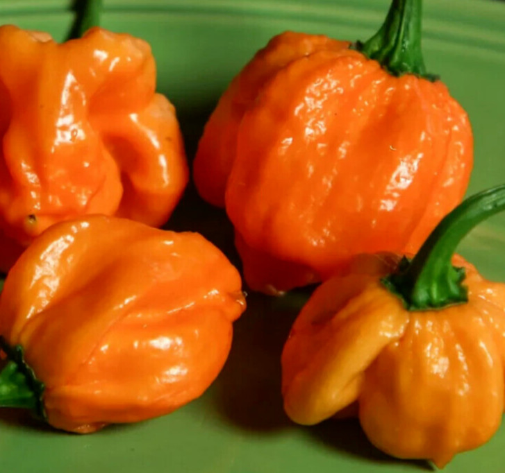 ORANGE SCOTCH BONNET PEPPER SEEDS 20+ "HOT" CARIBBEAN vegetable GARDEN free ship gallery