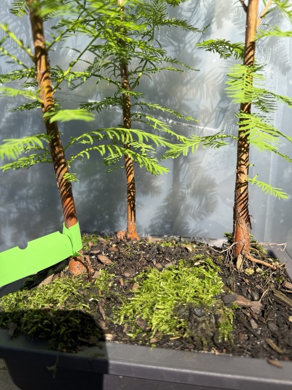 3 Tree Bald Cypress - Bonsai gallery
