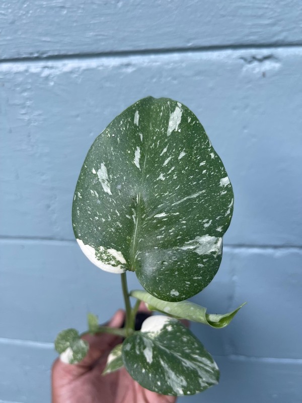 Variegated Monstera Thai Constellation Rare Live Indoor Tropical Houseplant gallery