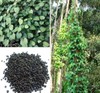Ceylon Black Pepper Seeds Sri Lanka 100% Natural and Organic gallery