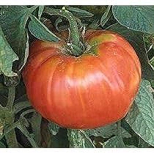 Premium Soldecki Tomato - +25 Fresh Heirloom Seeds - Over 1 lb.! From Poland. gallery