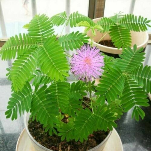 Mimosa pudica, Sensitive Plant, Touch-me-not - 100Pcs seeds gallery