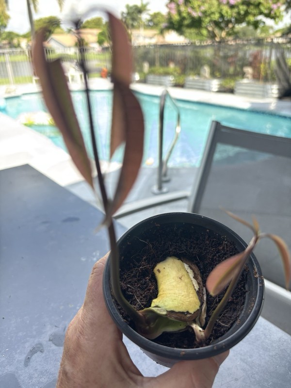 $100 $200+ Grafted Mango Tree FORGETABOUTIT Polyembryonic Clone 2 Yrs To Fruit gallery
