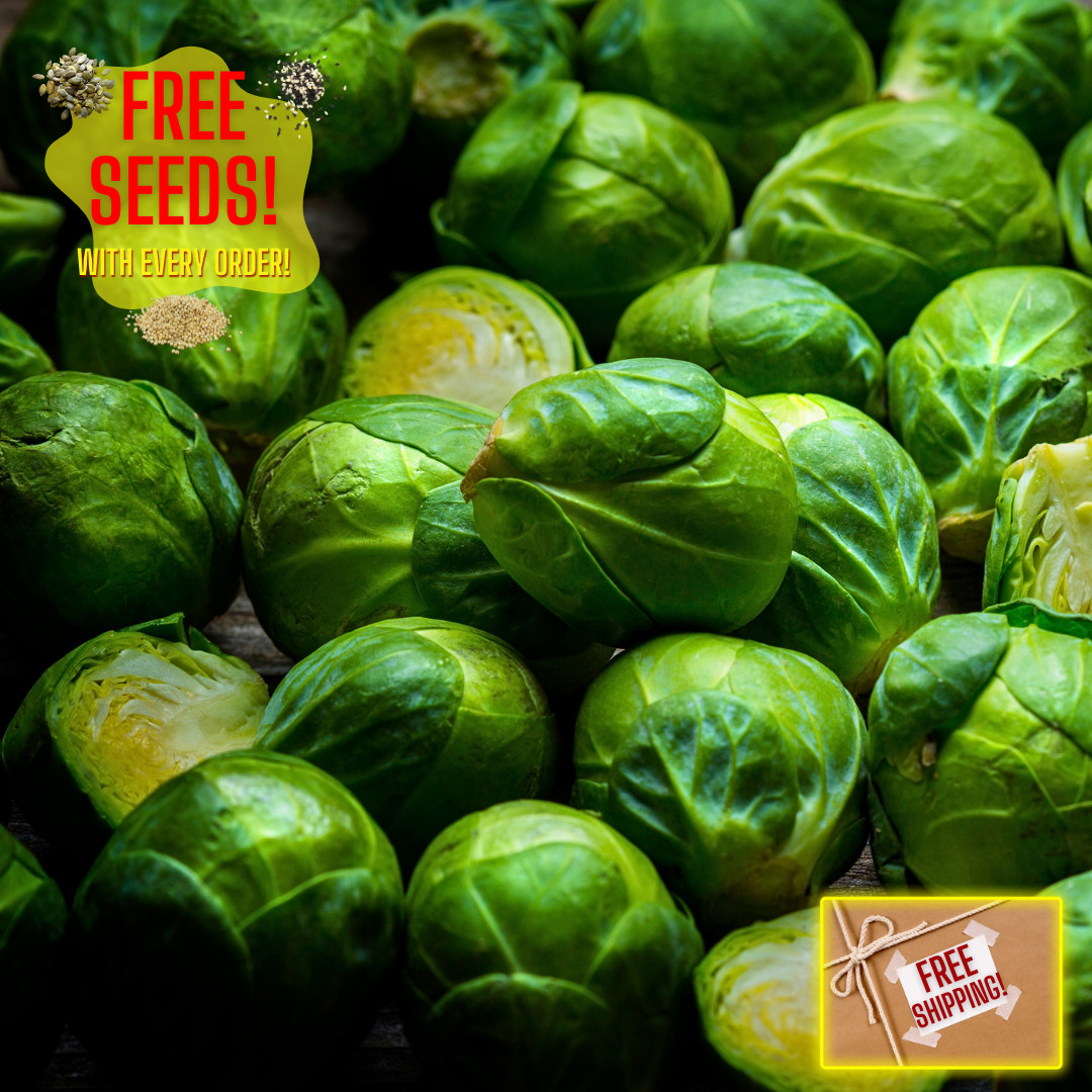Fresh Long Island Brussels Sprouts Seeds | Heirloom Non-GMO | Vegetable Seeds gallery