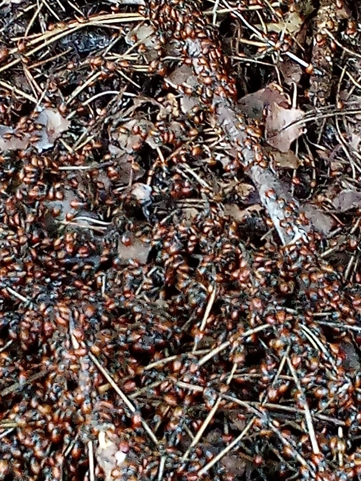 1500 Live Ladybugs gallery