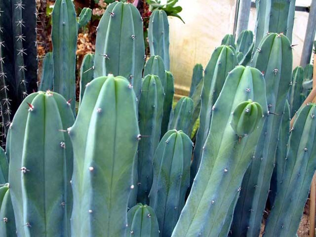 Myrtillocactus geometrizans (Blue Candle) Cactus Seeds (100 Seeds) gallery