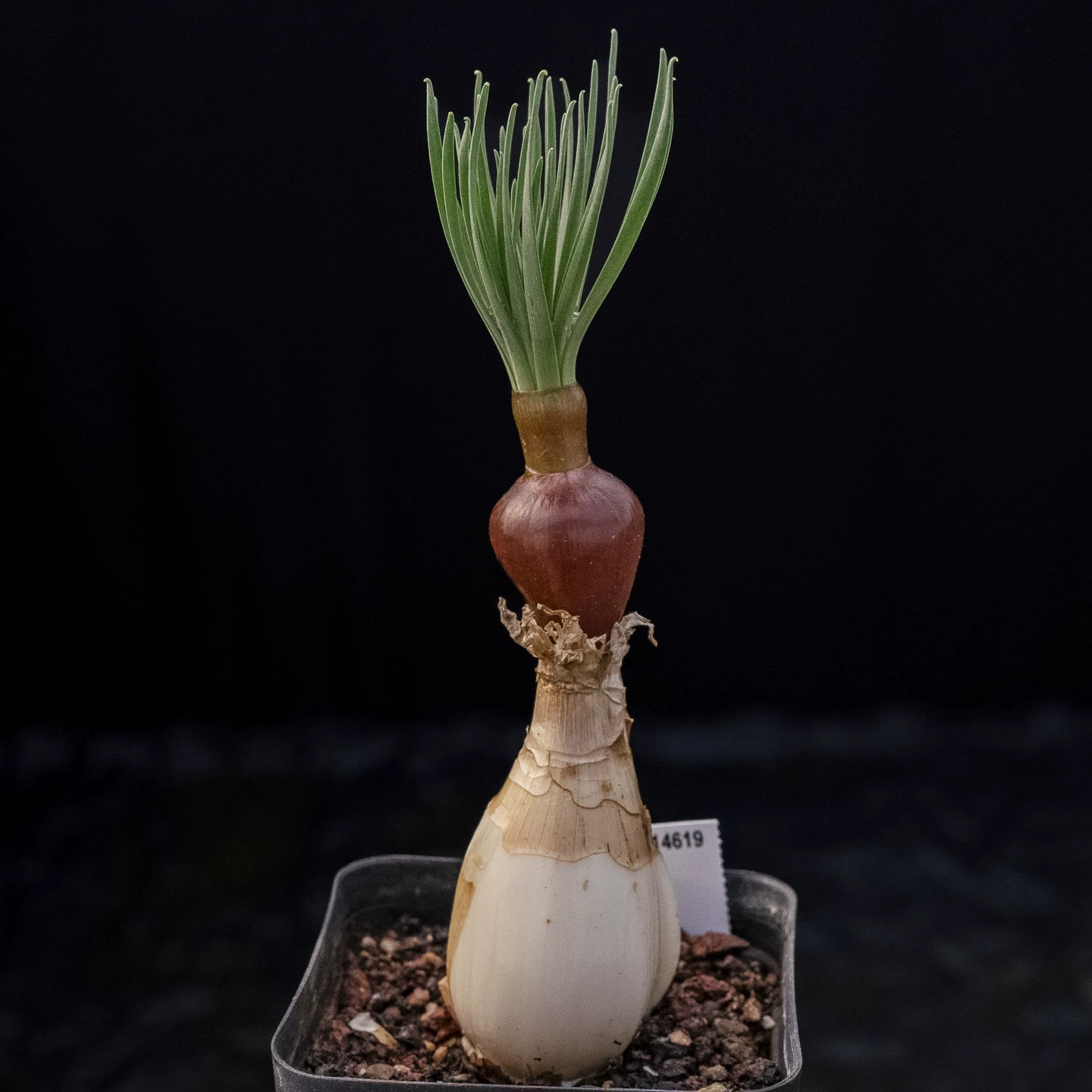 Two Years Seedgrowth Cactis Live Gethyllis Namaquensis Caudex Cactis Garden Rare gallery