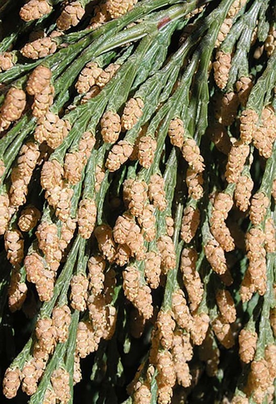 Incense Cedar, Libocedrus decurrens (Calocedrus decurrens) Tree Seeds (Evergreen gallery