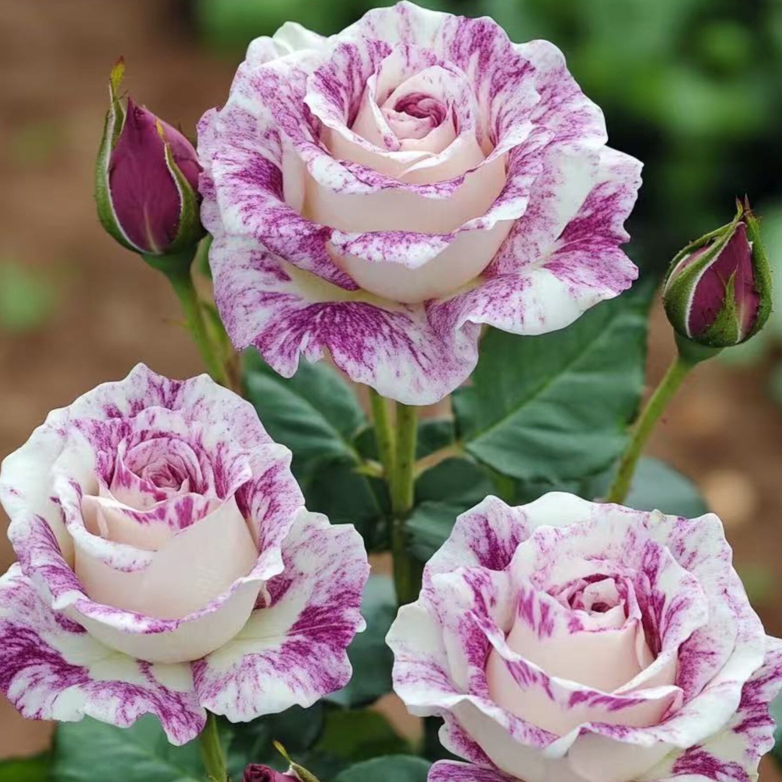 Two-Tone White and Purple Rose Seeds – 20 Seeds – Non-GMO Heirloom Variety gallery