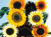 Sunflower Seeds - All Sorts Mixture - 2.grams gallery